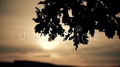 日落背景上的橡树叶剪影。